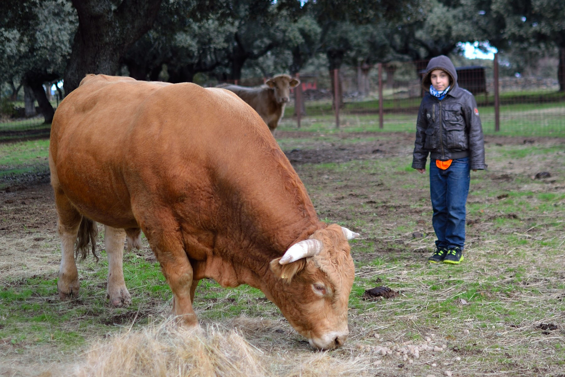 Agroturismo, visitas a la granja de animales familiar en Salamanca (La Rinconada de la Sierra)